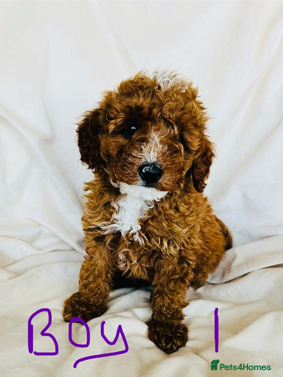 Miniature Poodle dogs for sale: PRA clear minature poodles  - Advert 1