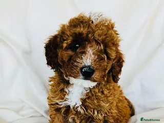 Miniature Poodle dogs PRA clear minature poodles - Advert 1