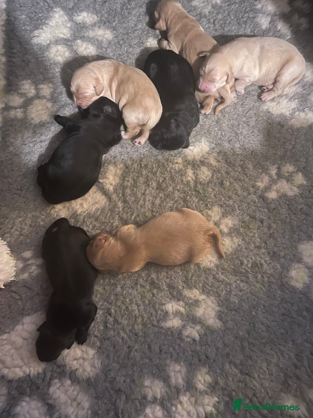 Mixed Breed dogs for sale: Golden retriever x Flatcoat retriever  - Advert 11