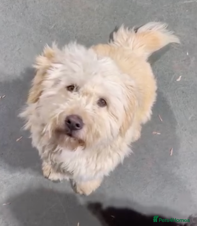 Mixed Breed dogs Rescued Moni - 2.5yo Adorable Terrier Mix - Advert 1