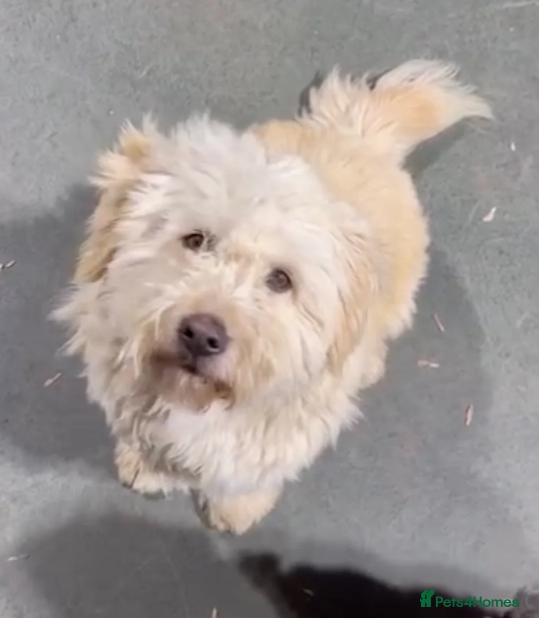 Mixed Breed dogs for adoption: Rescued Moni - 2.5yo Adorable Terrier Mix - Advert 1