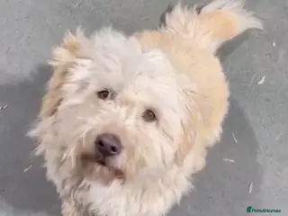 Mixed Breed dogs Rescued Moni - 2.5yo Adorable Terrier Mix - Advert 1