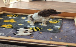 English Springer Spaniel dogs for sale: Springer pups  - Image 7