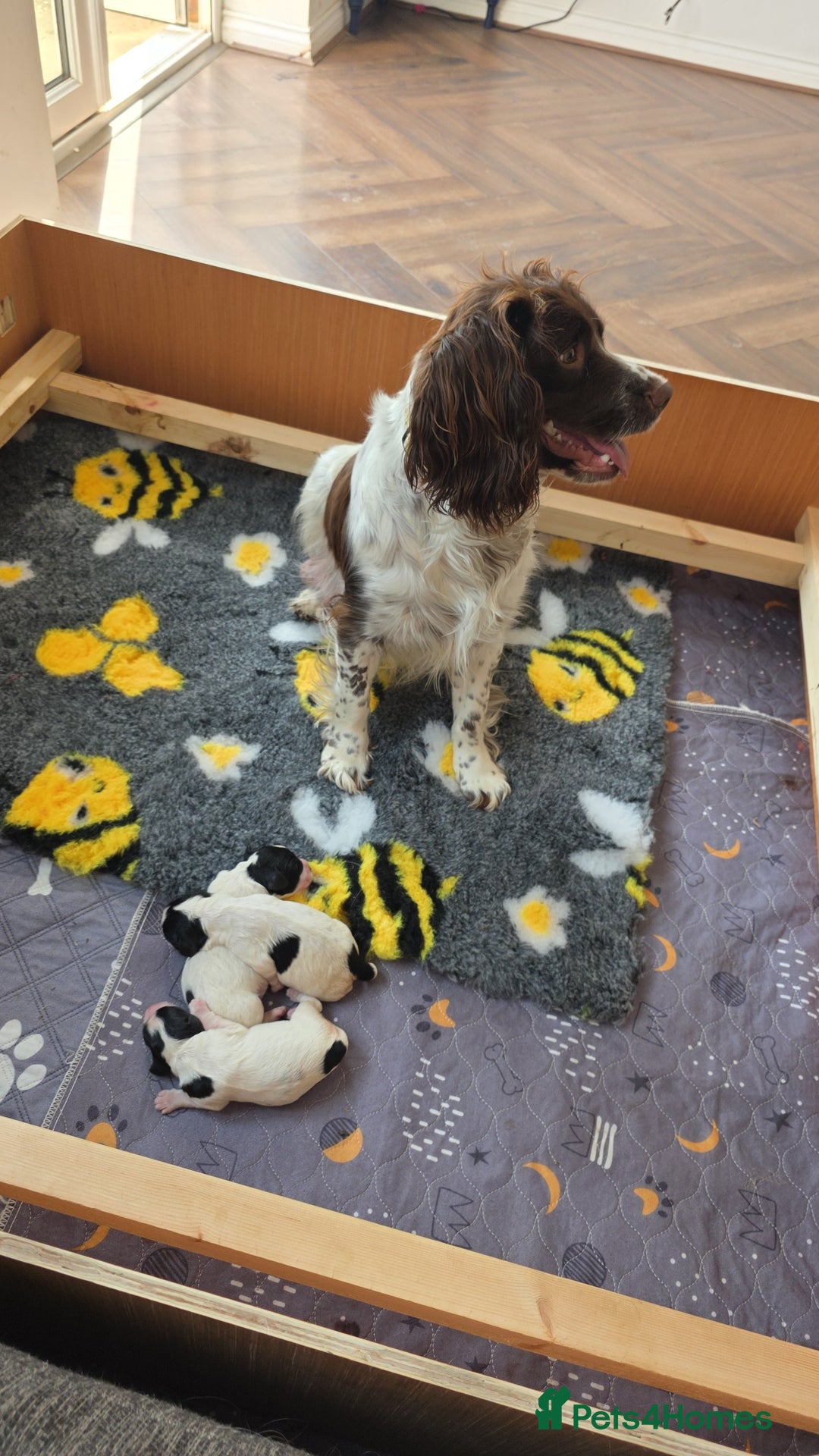 English Springer Spaniel dogs for sale: Springer pups  - Image 7