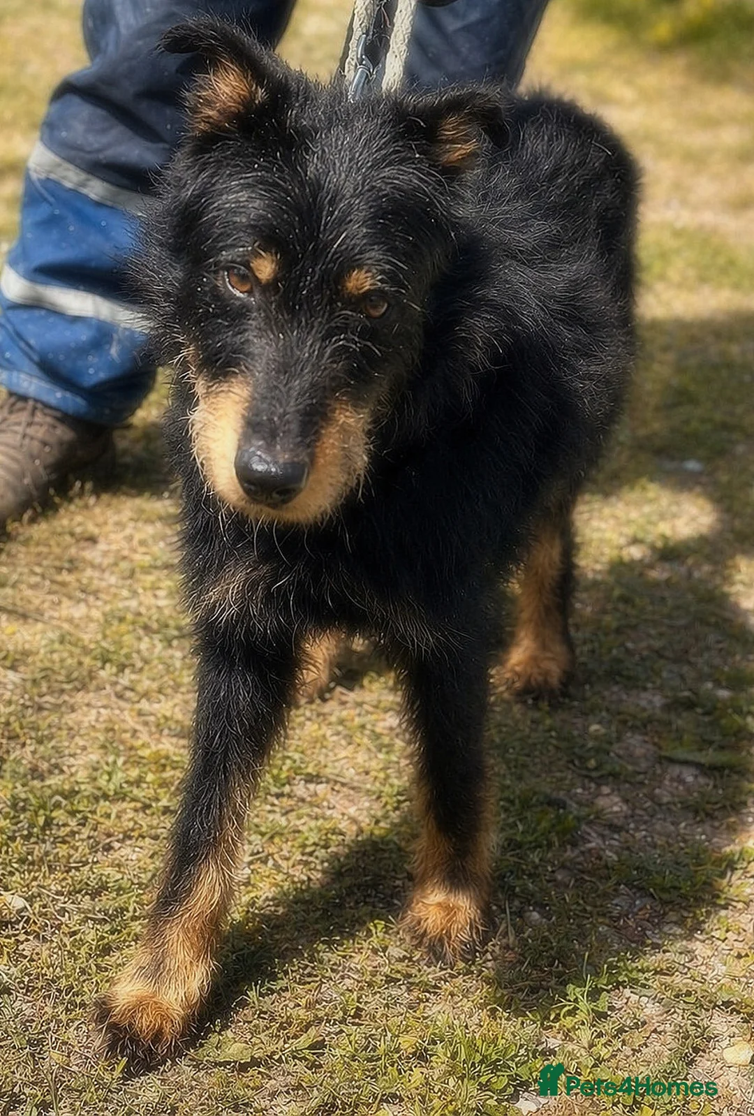 Mixed Breed dogs for adoption: 🐾 Finley – Smart Scruffy Boy Ready to Belong ❤️ - Advert 2