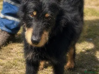 Mixed Breed dogs 🐾 Finley – Smart Scruffy Boy Ready to Belong ❤️ - Advert 2