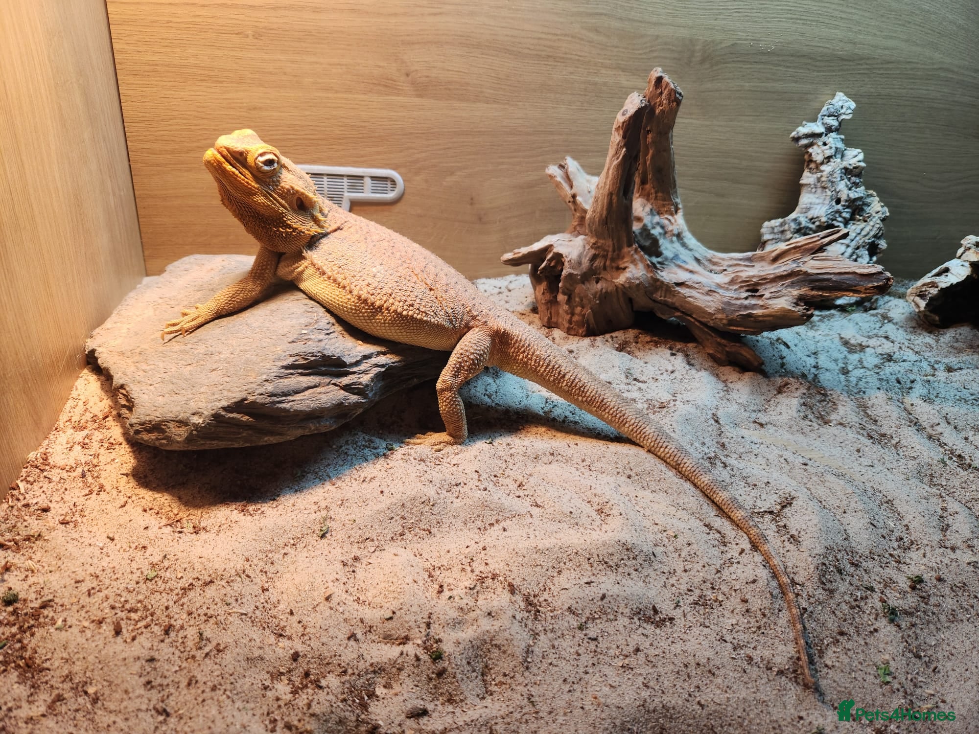 Bearded Dragon reptiles 3.5yr Bearded Dragon with full set up in Norwich - Advert 1