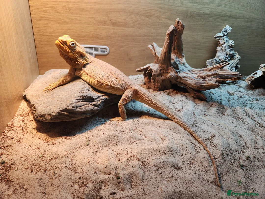Bearded Dragon reptiles for sale: 3.5yr Bearded Dragon with full set up in Norwich - Advert 1