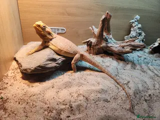 Bearded Dragon reptiles 3.5yr Bearded Dragon with full set up in Norwich - Advert 1