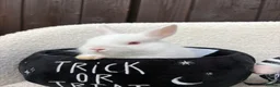 Netherland Dwarf rabbits for sale: gorgeous Netherland dwarf babies. Ruby eyed white  - Advert 11