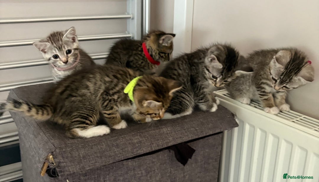 Mixed Breed cats for sale: Silver & brown British shorthair / bengal kittens  - Image 14