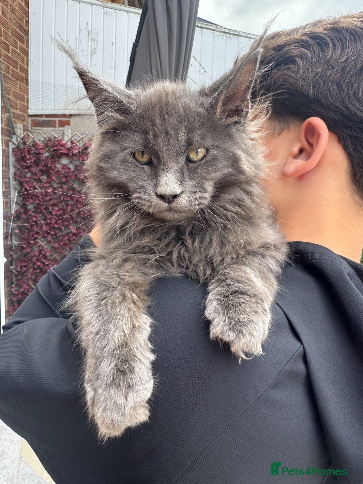 Maine Coon cats READY NOW mainecoon kittens  - Advert 18