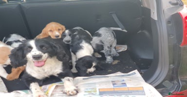 Cocker Spaniel dogs - Advert 1