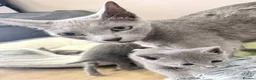 Russian Blue cats for sale: Pure breed Russian Blue Kitten - Advert 4