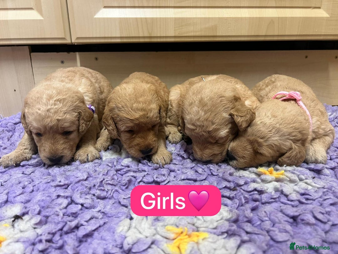 Labradoodle dogs for sale: Gorgeous labradoodle puppies - Advert 3