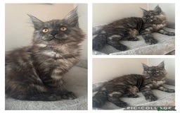Maine Coon cats for sale: *READY NOW* STUNNING TICA ACTIVE FEMALE KITTEN  - Image 1