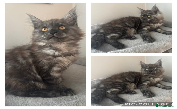 Maine Coon cats - Advert 7