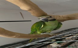 Parakeets birds for sale: Moustache Parakeet - Image 4