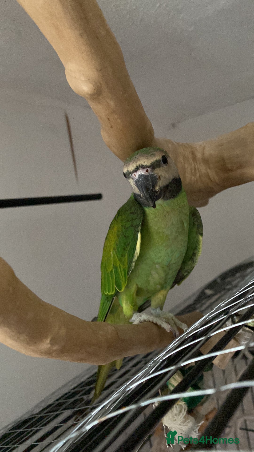 Parakeets birds for sale: Moustache Parakeet - Image 4
