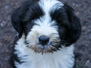 Tibetan Terrier dogs Last Tibetan Puppy! - Black/White Male - Advert 5