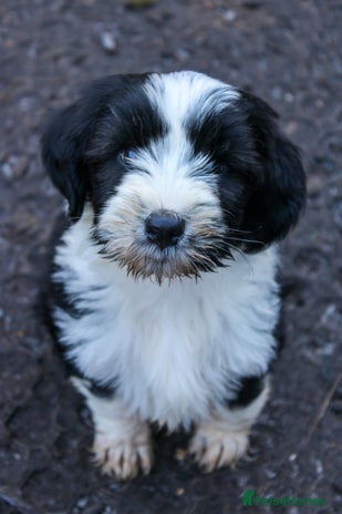 Tibetan Terrier dogs Last Tibetan Puppy! - Black/White Male - Advert 1