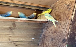 Budgerigars birds for sale: Baby budgies - Image 1