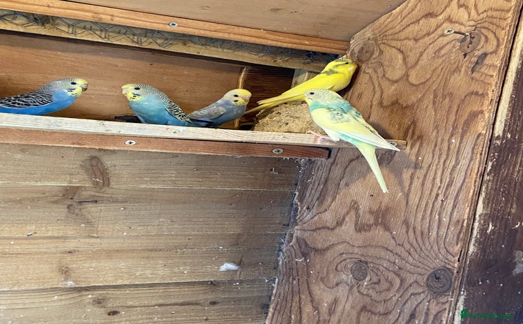Budgerigars birds - Advert 16