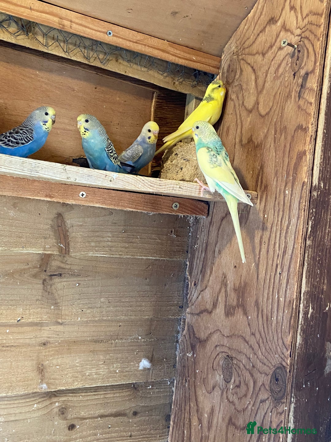Budgerigars birds for sale: Baby budgies - Image 1