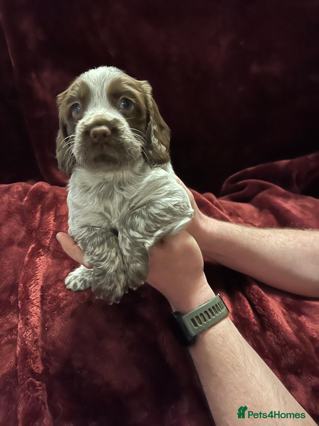 Sprocker dogs for sale: Beautiful Sprocker Spaniel Puppies  - Advert 12