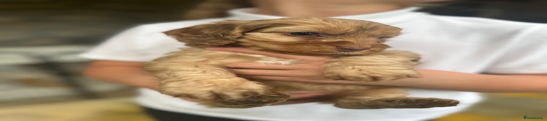 Cockapoo Puppy 2