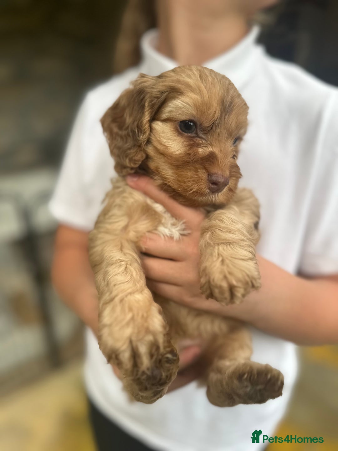 Cockapoo dogs for sale: Beautiful Merle F1 Cockerpoo Pups - Image 5