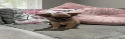 Chihuahua dogs for sale: Outstanding Long Coat Males in Washington - Advert 6