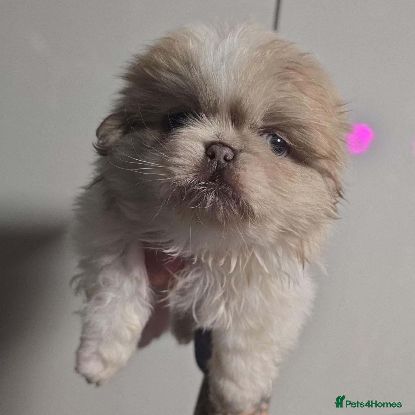Pekingese dogs for sale: Lilac Fawn Parti Pekingese Puppy - Advert 5