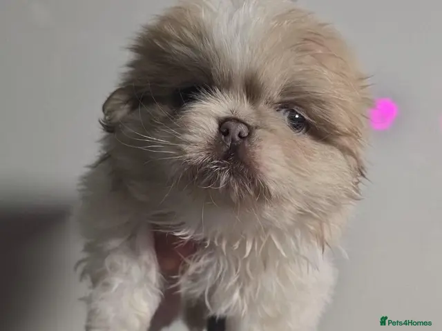 Pekingese dogs for sale: Lilac Fawn Parti Pekingese Puppy - Advert 5