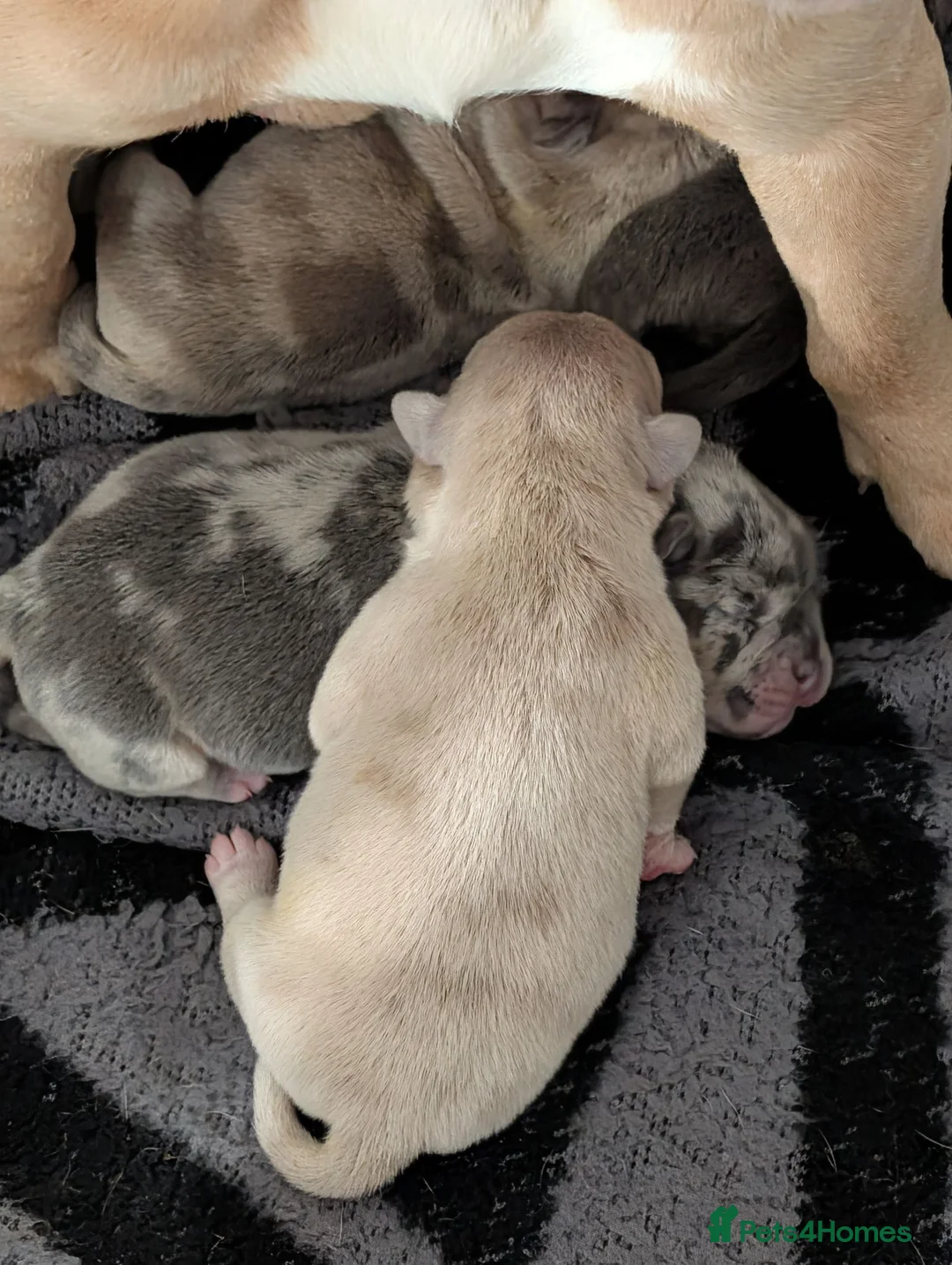 Mixed Breed dogs for sale: 5 amazing Frenchie X pups.  in Corby - Advert 20
