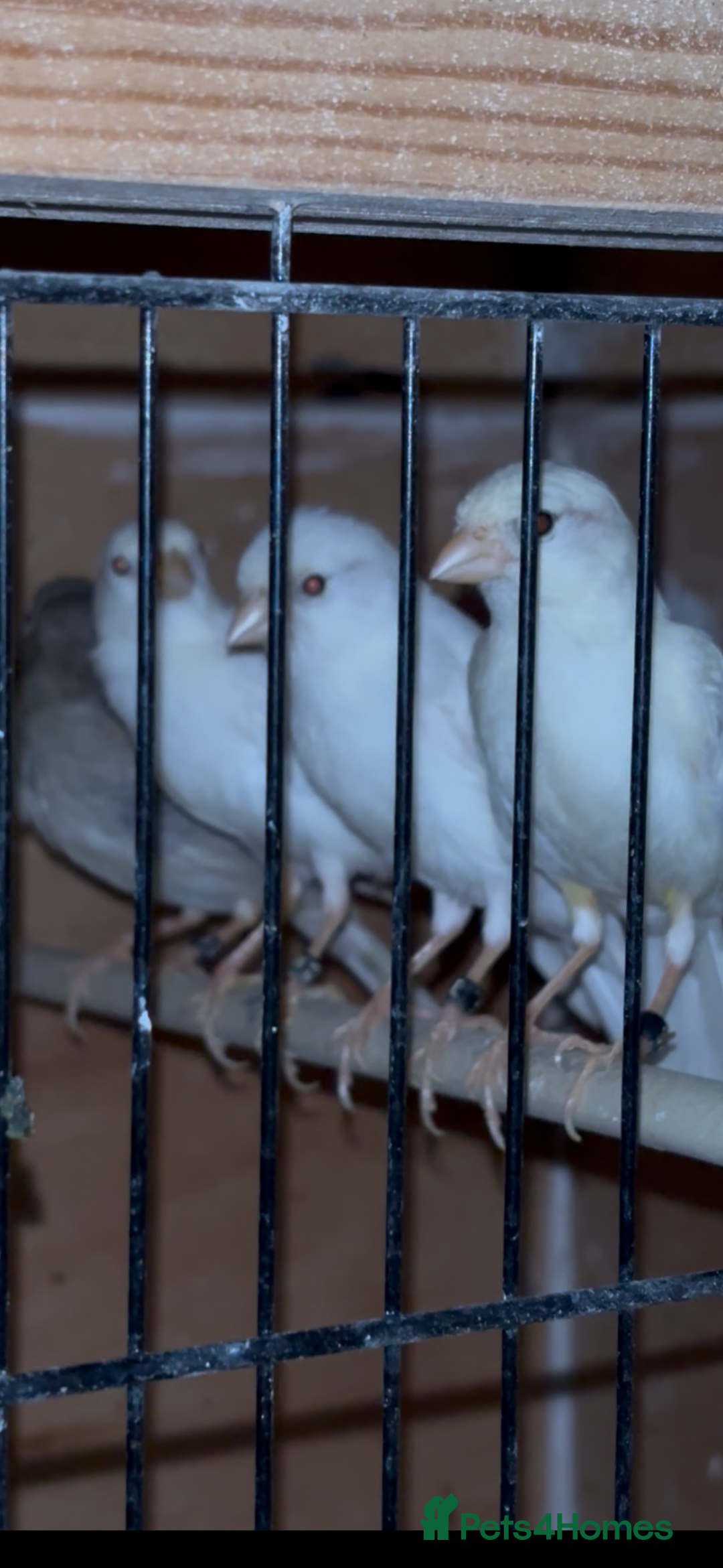 Canaries birds for sale: X11 Irish x4 red mosaic all 2025 and closed rung - Advert 4