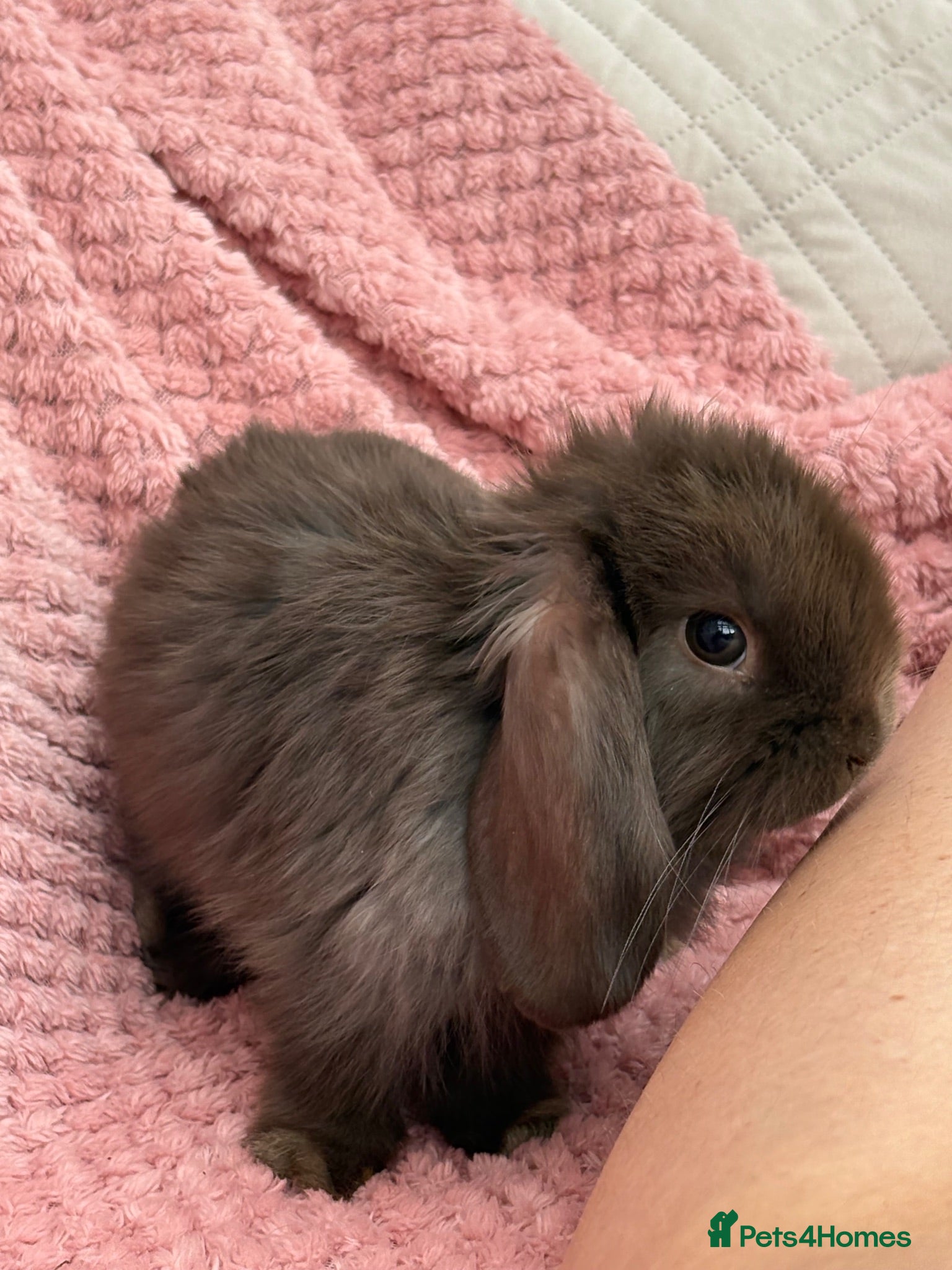 Mini Lop rabbits Mini lops-vaccinated-raised indoors  - Advert 1