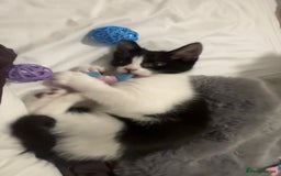 Domestic Shorthair cats for sale: 10 week old kitten | Ready to collect ASAP - Image 2