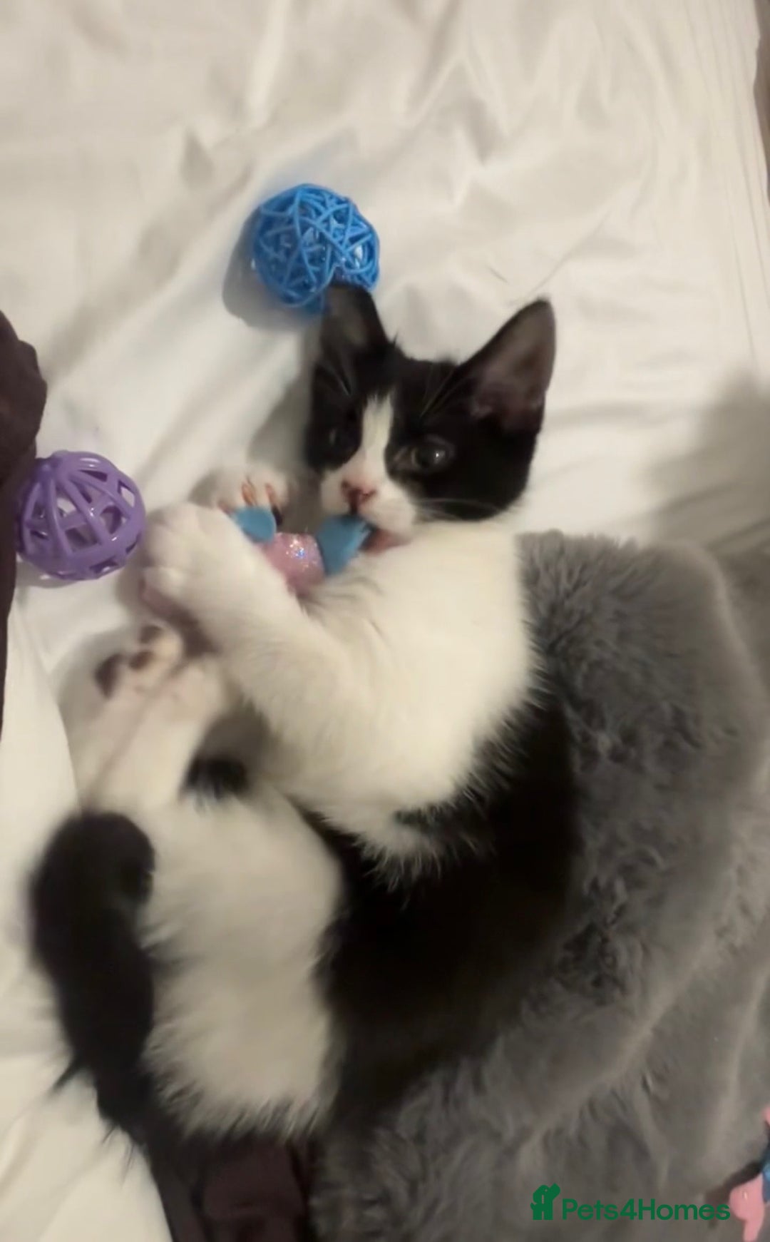 Domestic Shorthair cats for sale: 10 week old kitten | Ready to collect ASAP - Image 2