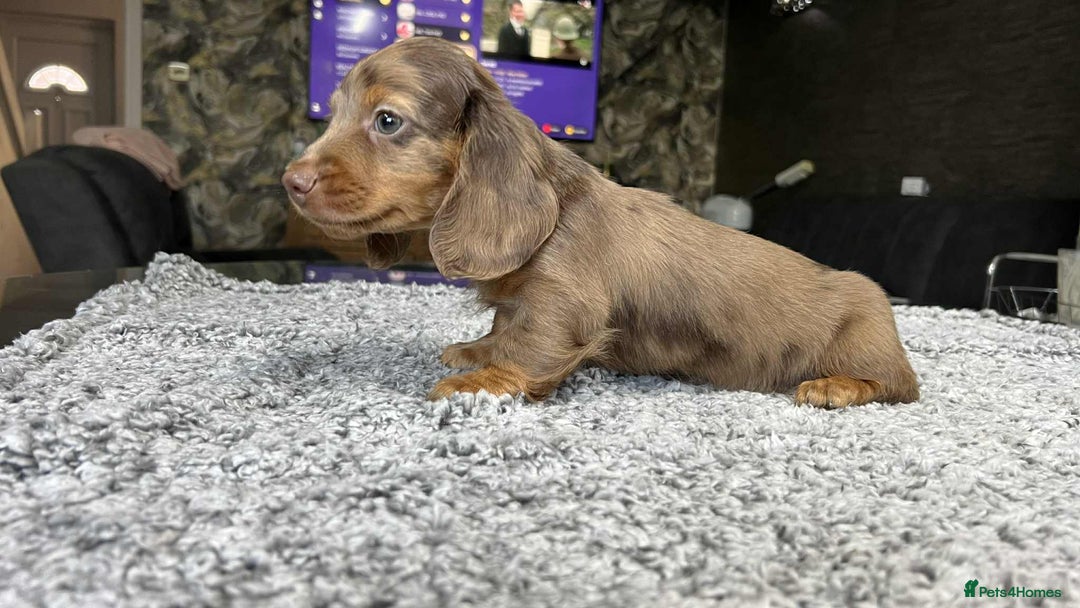 Miniature Dachshund dogs for sale: Longhaired miniature dachshund puppies KC reg. - Image 19