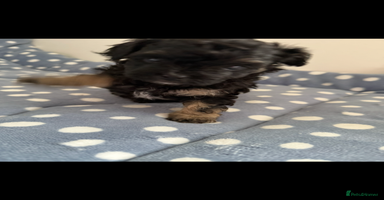 Maltipoo dogs - Advert 9