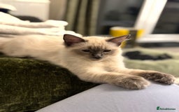 Ragdoll cats for sale: Male ragdoll for sale  - Image 2