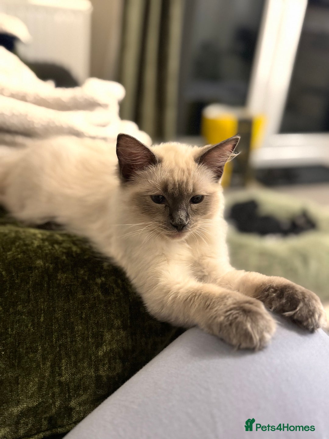 Ragdoll cats for sale: Male ragdoll for sale  - Image 2