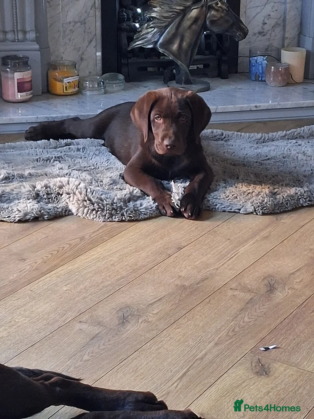 Labrador Retriever dogs for sale: Ready to go now KC Registered Chocolate LabPups - Advert 1
