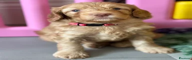 Australian Labradoodle 4