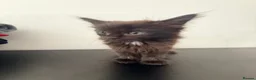 Mixed Breed cats for sale: 3 gorgeous kittens for sale  - Advert 9