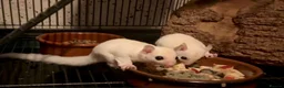 Sugar Glider rodents for sale: Baby leucistic sugar gliders ready now  - Advert 5