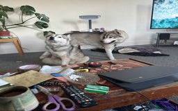 Siberian Husky dogs for sale: Husky Puppies  - Image 30