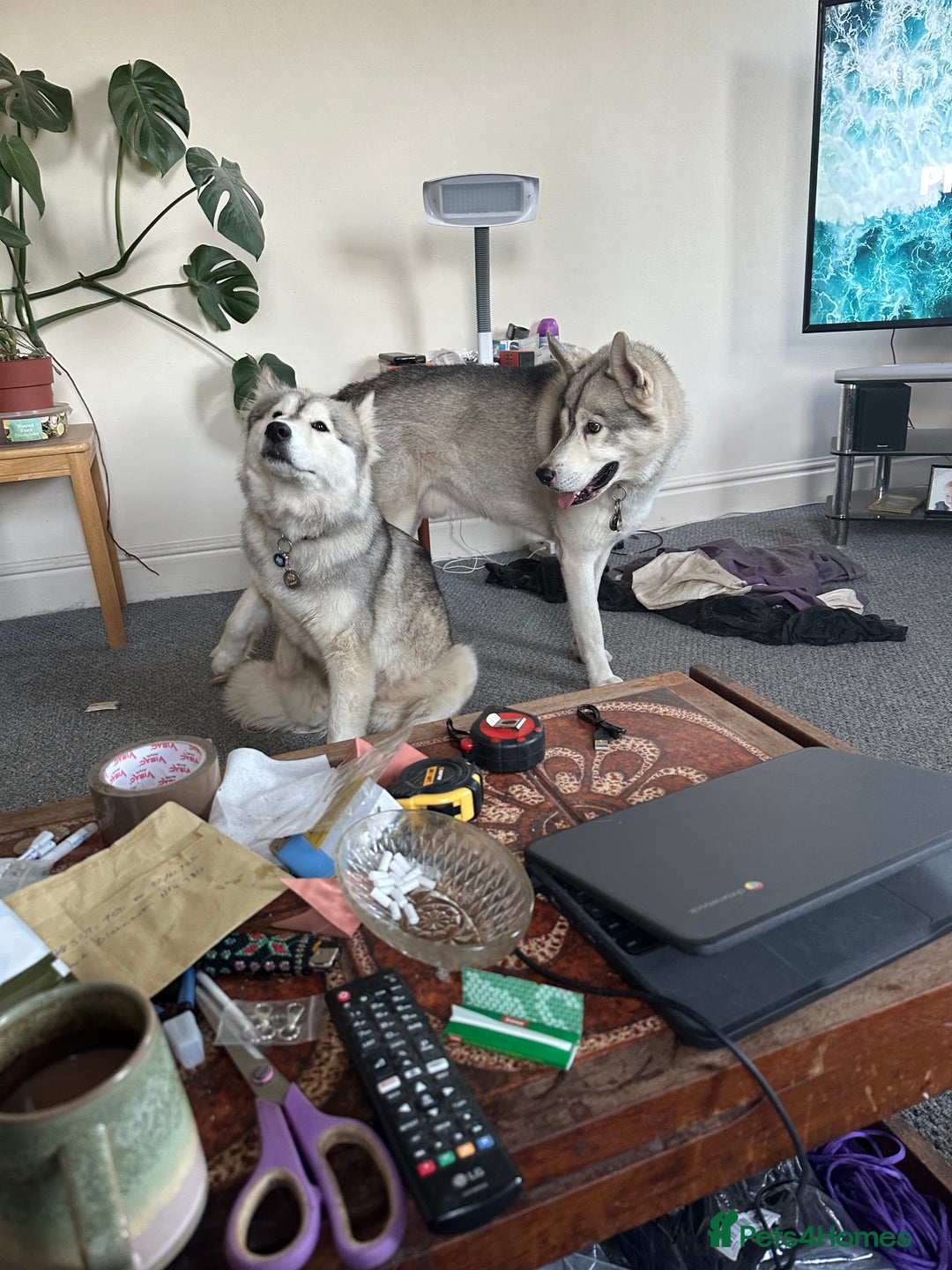 Siberian Husky dogs for sale: Husky Puppies  - Image 30