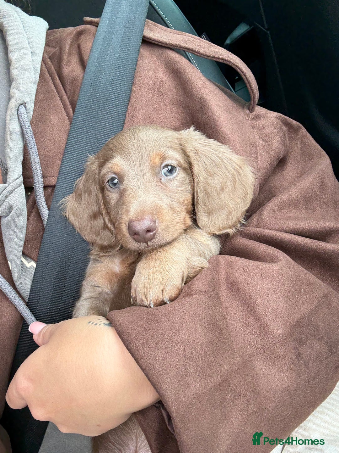 Miniature Dachshund dogs for sale: Beautiful long haired miniature dachshund male - Image 4